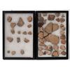 Image 1 : Pottery Shards from Kansas [155852]