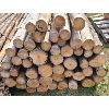 Image 2 : LOT OF 50 - CEDAR FENCE POSTS 