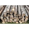 Image 2 : LOT OF 50 - CEDAR FENCE POSTS 