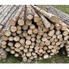 Image 2 : LOT OF 100 - CEDAR FENCE POSTS 