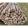 Image 2 : LOT OF 100 - CEDAR FENCE POSTS 