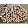 Image 2 : LOT OF 100 - CEDAR FENCE POSTS 