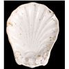 Image 1 : Charles Meigh & Son Seashell Dish from the Dining Room, SS Central America Treasure [160896]