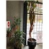 Image 1 : 2 POTTED PLANTS AND 1 GREY PLANTER
