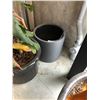 Image 2 : 2 POTTED PLANTS AND 1 GREY PLANTER