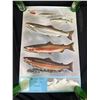 Image 2 : 6 Salmon Posters From Government Of Canada, Fisheries & Oceans. Approx. 26"x 17"