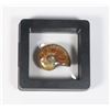 Image 1 : 70 MILLION YEAR OLD POLISHED AMMONITE FOSSIL