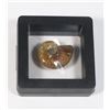 Image 2 : 70 MILLION YEAR OLD POLISHED AMMONITE FOSSIL