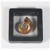 Image 2 : 70 MILLION YEAR OLD POLISHED AMMONITE FOSSIL