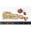 Image 1 : PETRIFIED WOOD WITH