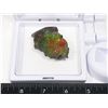 Image 2 : GEM QUALITY AMMOLITE FOSSIL AMMONITE SHELL,