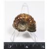 Image 2 : AGATETIZED AMMONITE -POLISHED- COMES WITH