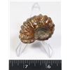 Image 2 : AGATETIZED AMMONITE -POLISHED- COMES WITH