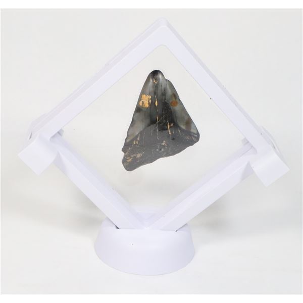 MEGALODON TOOTH COMES IN FLOATING DISPLAY