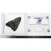 Image 2 : EXQUISITE MEGALODON TOOTH (3-3/4")