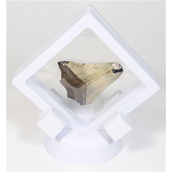 MEGALODON TOOTH COMES IN FLOATING DISPLAY