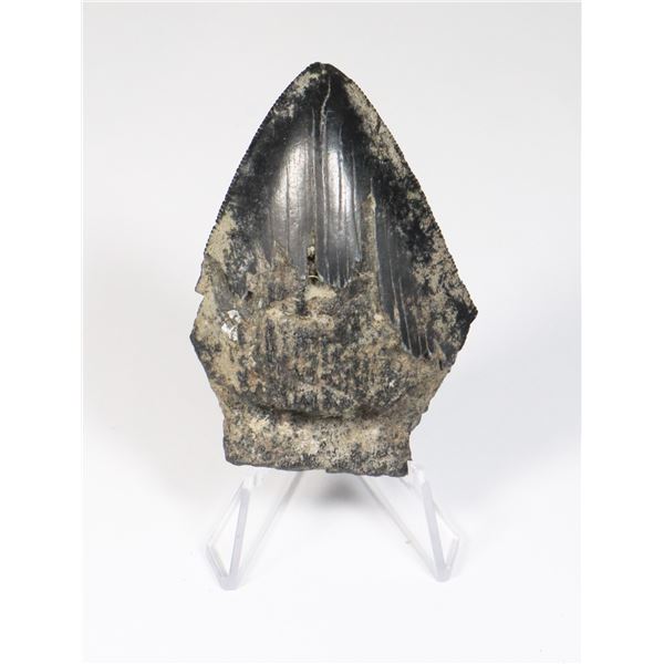 MEGALODON TOOTH COMES WITH STAND