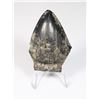 Image 1 : MEGALODON TOOTH COMES WITH STAND