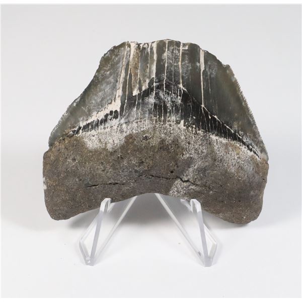 MEGALODON TOOTH COMES WITH STAND