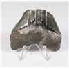 Image 1 : MEGALODON TOOTH COMES WITH STAND