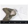 Image 2 : MEGALODON TOOTH COMES WITH STAND