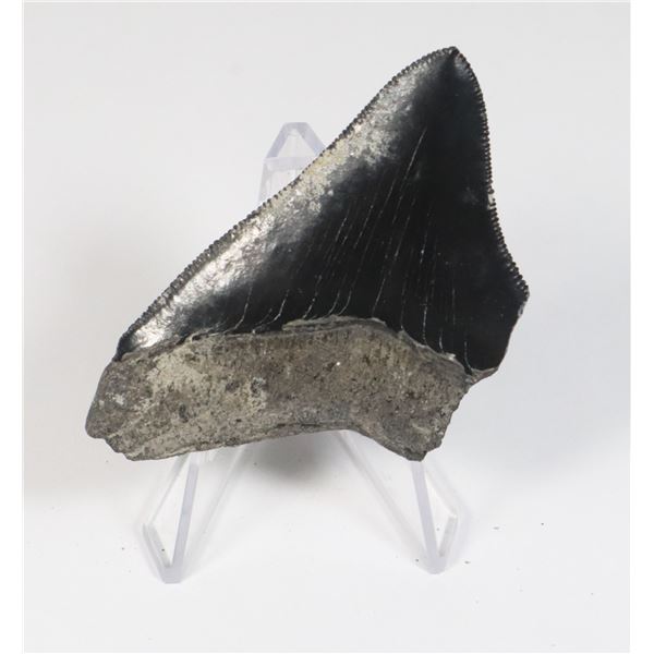 MEGALODON TOOTH COMES WITH STAND