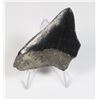 Image 1 : MEGALODON TOOTH COMES WITH STAND