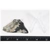 Image 2 : MEGALODON TOOTH COMES WITH STAND