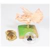 Image 2 : TRICERATOPS PLASTIC SKULL MODEL COMES WITH