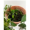 Image 2 : 10" Potted Vine