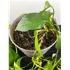 Image 2 : 8" Potted Vine