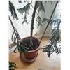 Image 2 : 18" Potted Umbrella Tree