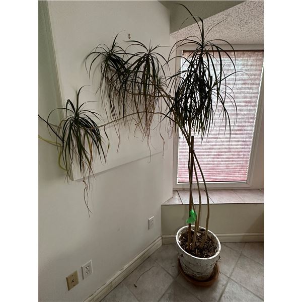 Dragon Tree - Live Plant