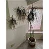 Image 1 : Dragon Tree - Live Plant