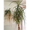 Image 2 : Dragon Tree - Live Plant