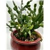 Image 2 : Christmas Cactus with Planter