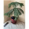 Image 1 : Indoor Plant and planter