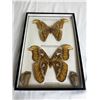 Image 1 : Framed Moths