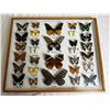 Image 1 : Framed Butterflies