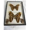 Image 1 : Framed Malaysian Atlas Moths