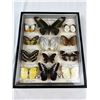 Image 1 : Framed Butterflies