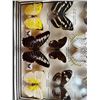 Image 2 : Framed Butterflies