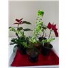 Image 1 : 4" Potted Plants