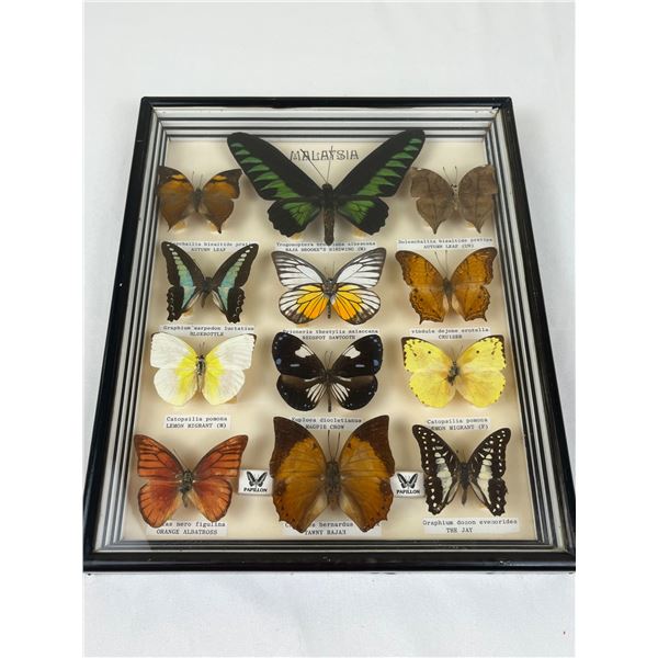 Framed Butterflies