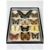 Image 1 : Framed Butterflies