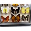 Image 2 : Framed Butterflies