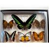 Image 3 : Framed Butterflies