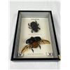 Image 1 : Framed Beetles