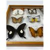 Image 2 : Framed Butterflies