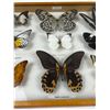 Image 3 : Framed Butterflies